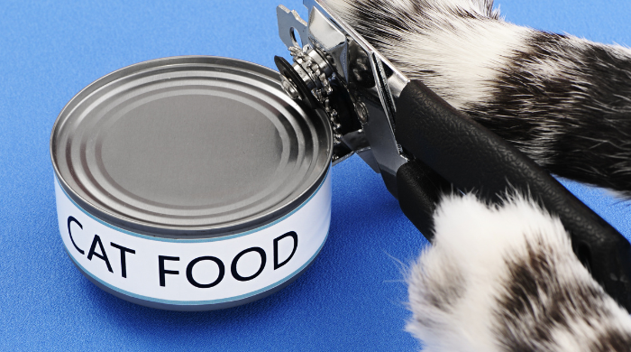 Alles über Katzen Ernährung