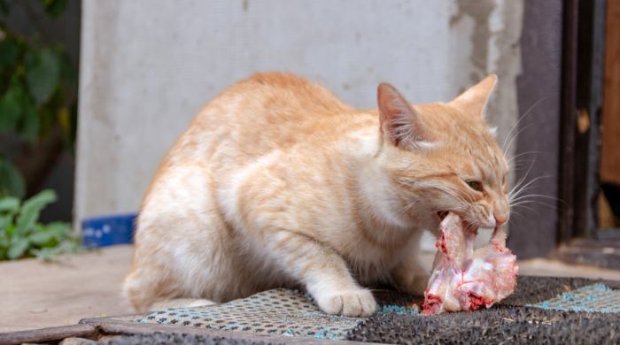 Katze frisst aus einem Napf, Grundlagen der artgerechten Katzenernährung