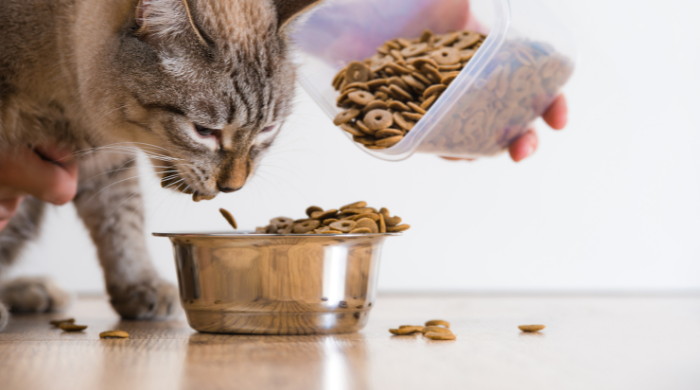 Abgewogene Portion Katzenfutter: Bei Mischfütterung werden die Kalorien aufgeteilt, nicht die Gramm