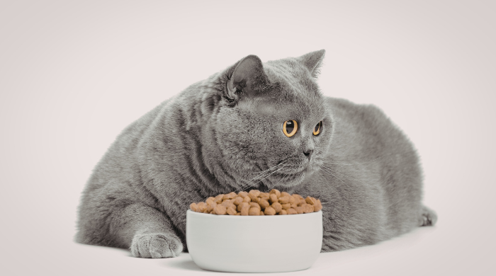 Katze vor ihrem Napf: Die richtige Futtermenge hängt von Gewicht, Aktivität und Alter ab