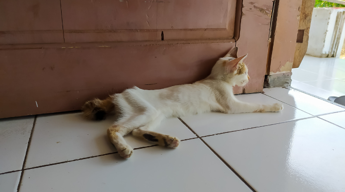Abgemagerte Katze – sichtbare Rippen und Wirbelsäule sind klare Zeichen für Untergewicht bei Katzen
