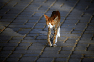 Untergewicht bei Katzen