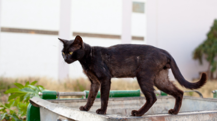 Katze wird beim Tierarzt untersucht – bei Untergewicht sollte immer eine medizinische Ursache ausgeschlossen werden