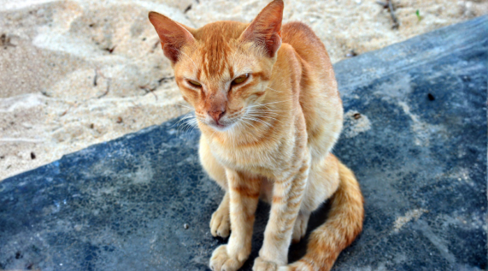 Katze frisst aus Napf – mehrere kleine Mahlzeiten helfen untergewichtigen Katzen besser als große Portionen