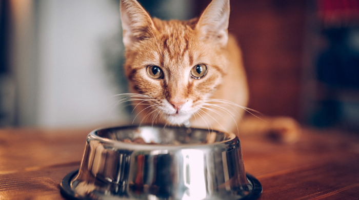 Was gehört ins Katzenfutter, Zutaten und Zusatzstoffe im Überblick
