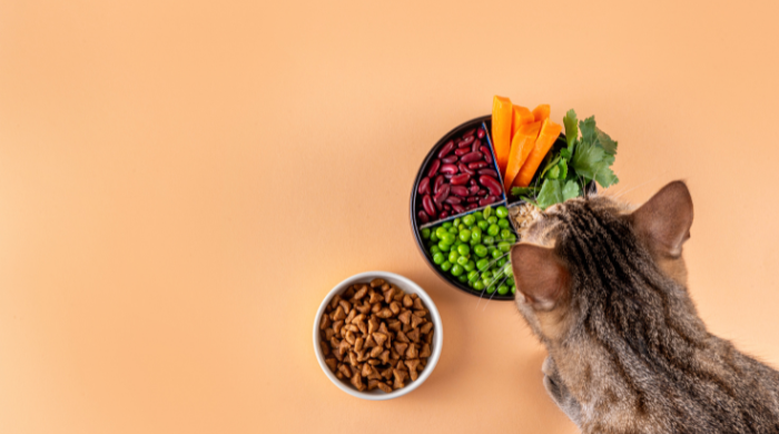 Welche Zusatzstoffe gehören ins Katzenfutter, Übersicht über sinnvolle und verzichtbare Zusätze