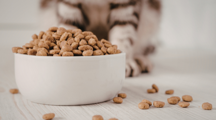 Wie bestimme ich Katzenfutter Portionen richtig?