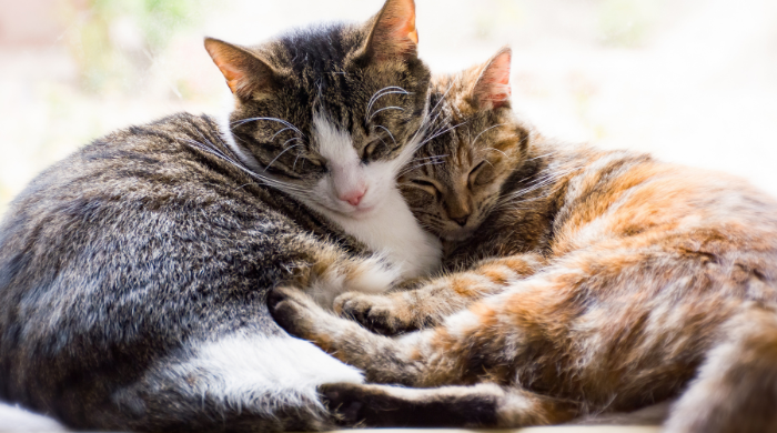 Zusatzstoffe im Katzenfutter, sinnvoll oder problematisch, Katze vor einem gefüllten Napf