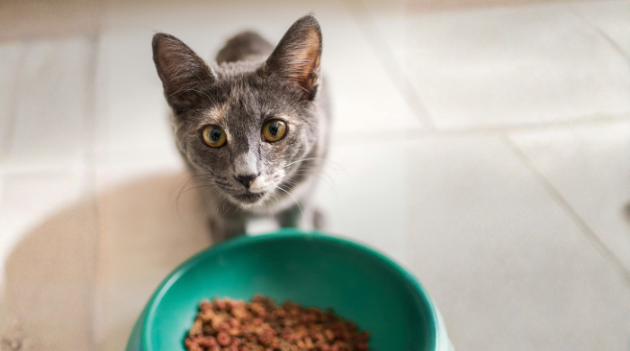 Zusatzstoffe im Katzenfutter – sinnvoll oder problematisch?