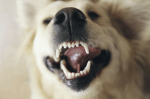 Geöffnetes Maul eines hellen Hundes mit gesunden weißen Zähnen, Nahaufnahme zum Thema Mundgeruch beim Hund