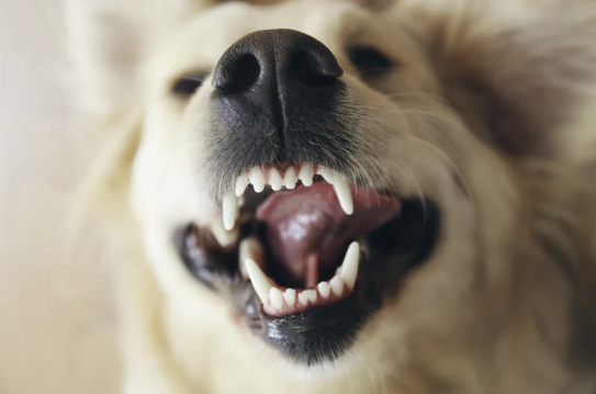 Geöffnetes Maul eines hellen Hundes mit gesunden weißen Zähnen, Nahaufnahme zum Thema Mundgeruch beim Hund