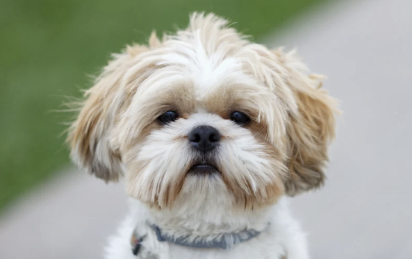 Nahaufnahme eines Shih Tzu mit creme-goldenem Fell, dunklen runden Augen und kurzer Schnauze, Charakterporträt frontal.