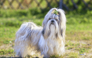 Erwachsener Shih Tzu in voller Felllänge auf grüner Wiese, weiß-graues Haarkleid und grüne Topknot-Schleife im Stirnhaar.