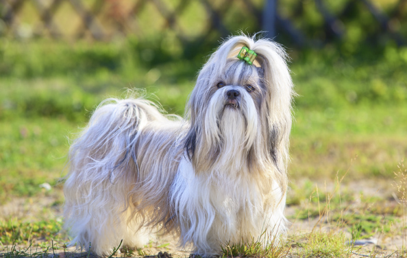 Erwachsener Shih Tzu in voller Felllänge auf grüner Wiese, weiß-graues Haarkleid und grüne Topknot-Schleife im Stirnhaar.