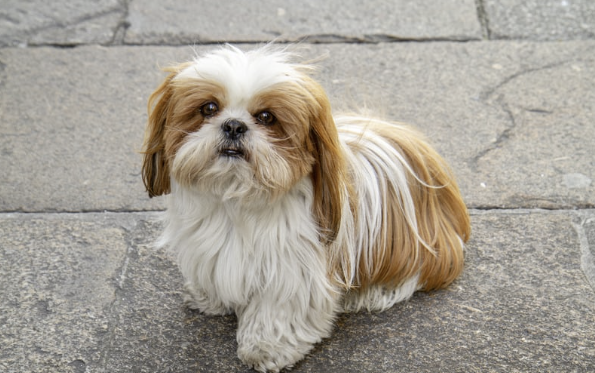 Junger Shih Tzu mit weiß-goldenem Fell sitzt aufmerksam auf Kopfsteinpflaster und schaut nach oben in die Kamera.