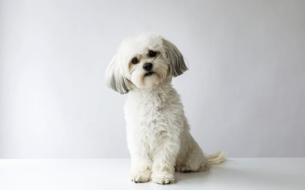 Shih Tzu im Welpenschnitt mit kurzem weißem Fell, sitzt vor neutralem Hintergrund, große hängende Ohren und runde Augen.