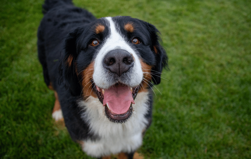 Chewbacca – der Berner Sennenhund, mit dem alles begann