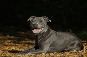 Blauer Staffordshire Bullterrier liegt entspannt auf Herbstblättern, typische blaue Fellfarbe und kompakter Körperbau