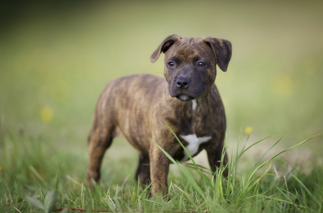 Gestromter Staffordshire Bullterrier Welpe steht auf einer Wiese, weißer Brustfleck und breiter Schädel gut sichtbar