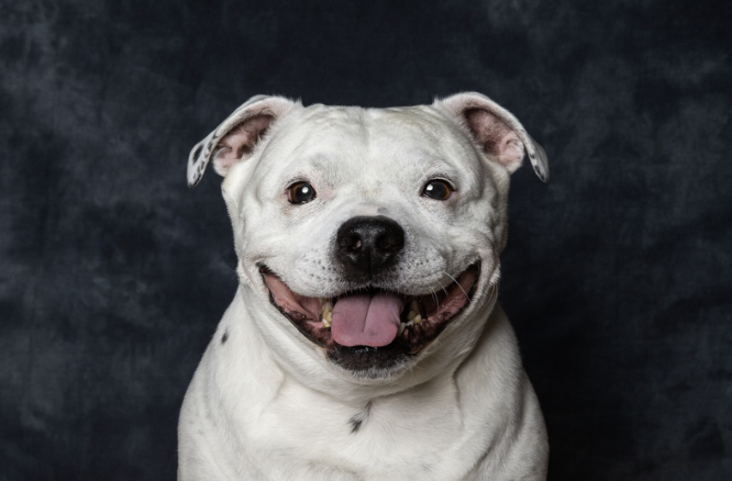 Weißer Staffordshire Bullterrier mit breitem Schädel und freundlichem Ausdruck vor dunklem Studiohintergrund