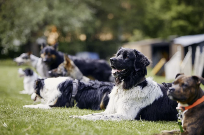 Mehrere Hunde verschiedener Rassen liegen gemeinsam im Platz beim Gruppentraining