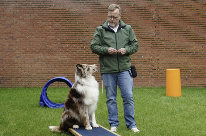 Mann trainiert Australian Shepherd auf Balanceboard in der Hundeschule