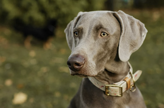 Weimaraner schaut aufmerksam an der Kamera vorbei