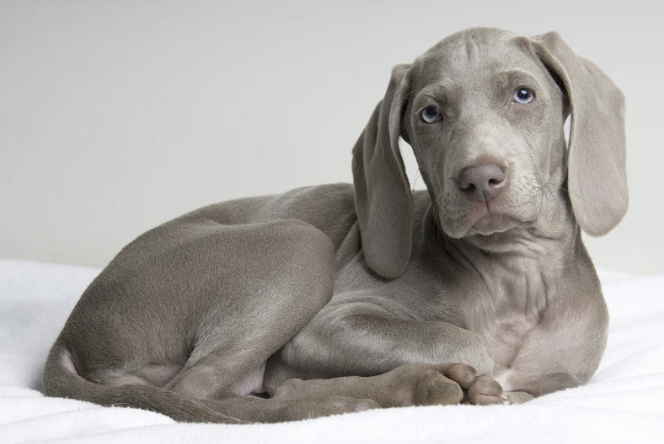 Weimaraner Welpe liegend im Studio
