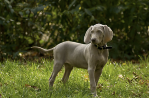 Weimaraner Welpe auf einer grünen wiese
