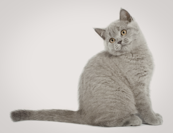 Blaues Britisch Kurzhaar Kitten sitzt von hinten und blickt über die Schulter, langer kräftiger Schwanz sichtbar