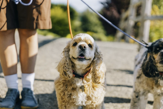American Cocker Spaniel mit cremefarbenem Fell steht angeleint neben einem schwarz-weißen Artgenossen
