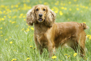 Roter English Cocker Spaniel steht aufmerksam in einer Blumenwiese und zeigt die langen befederten Ohren
