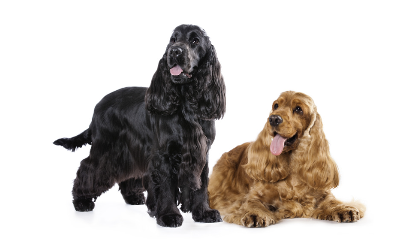 Schwarzer und roter English Cocker Spaniel nebeneinander vor weißem Hintergrund im direkten Vergleich