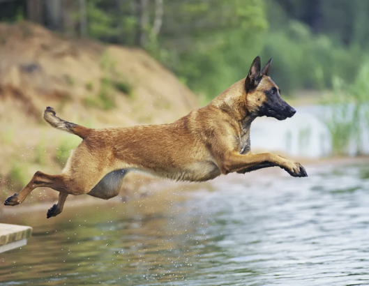 Malinois springt im vollen Sprung ins Wasser und streckt dabei den athletischen Körper durch