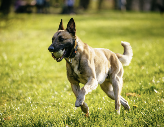 Malinois rennt mit Tennisball im Maul über eine sonnige Wiese und zeigt seinen Bewegungsdrang