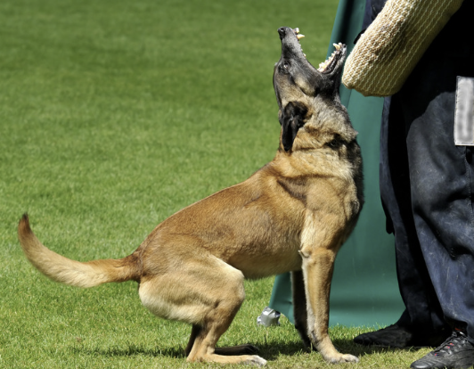 Malinois verbeißt sich im Schutzdienst in einen Schutzarm und zeigt seine hohe Arbeitsbereitschaft