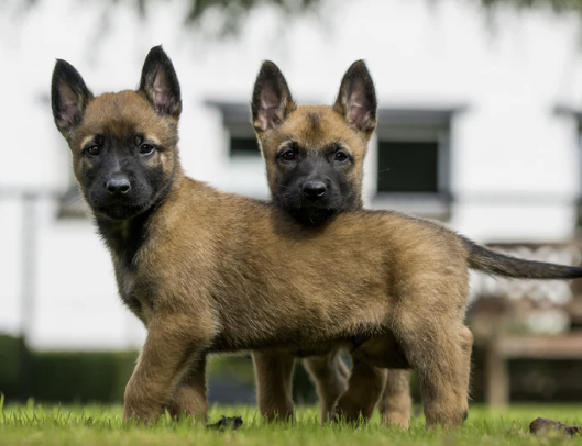 Zwei Malinois Welpen mit großen Stehohren und schwarzer Maske stehen aufmerksam auf einer Wiese