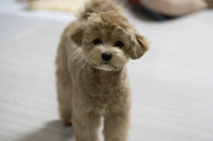 Ausgewachsener Maltipoo mit apricotfarbenem Lockenfell steht aufmerksam auf hellem Boden und blickt in die Kamera