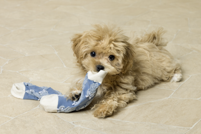 junger Maltipoo liegt auf einem Fliesenboden und kaut auf einer blau-weißen Socke herum