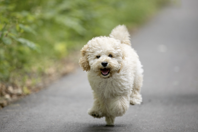 Weißer Maltipoo läuft über einen Weg und zeigt dabei seinen kompakten Körperbau in voller Größe