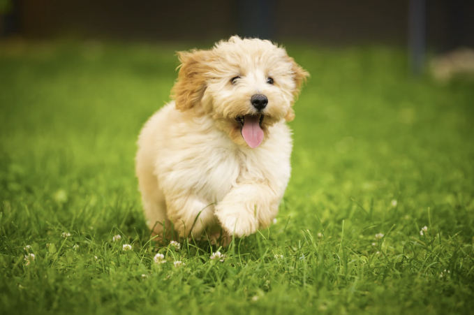 Cremefarbener Maltipoo Welpe rennt mit heraushängender Zunge über eine sommerliche Rasenfläche