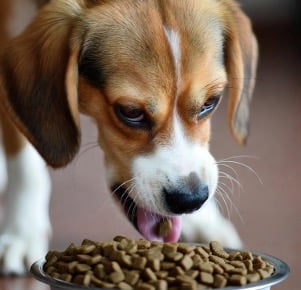 Hund verschmäht herkömmliches Futter
