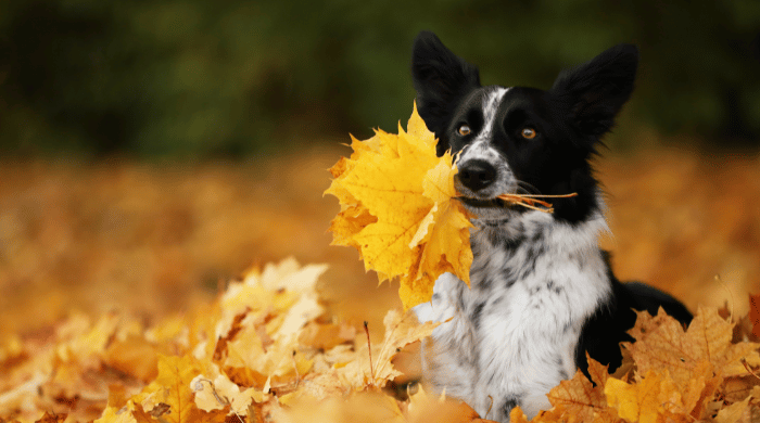 Immunsystem beim Hund stärken